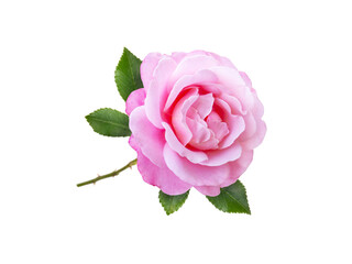 Pink rose flower and leaves isolated transparent png