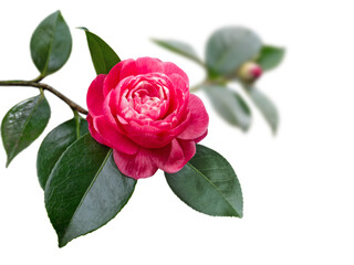 Bright bicolor pink with white streaks camellia japanese rose form flower and leaves isolated...