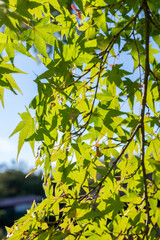 緑のもみじ 綺麗