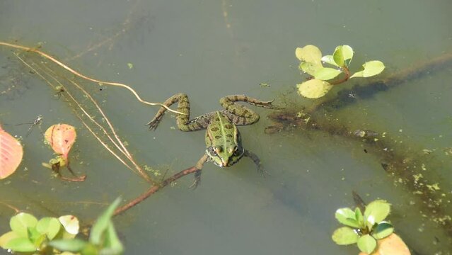A marsh frog sitting in the water and jumping away