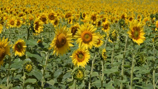 Natural background with sunflowers in the field