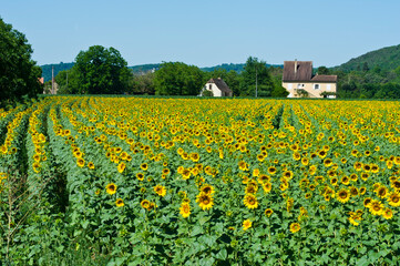 Fototapeta na wymiar Sunflowers, Dordogne, Aquitaine, France