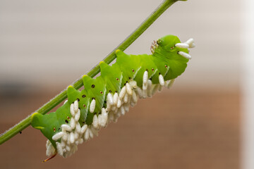 A wasp has injected her eggs into this hornworm. When the eggs hatch into larvae, the caterpillar...