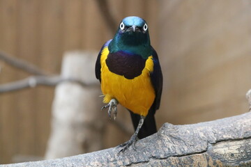 片足を上げて正面を見つめる鮮やかな目力のある小鳥