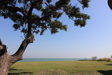 Fototapeta premium tree in the park
