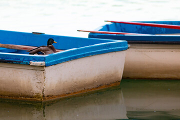 Ánade real macho (Anas platyrhynchos) sobre una pequeña barca en un lago