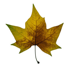 Brown autumn leaf 