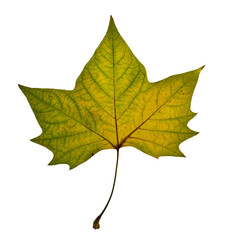 Yellowish greenish autumn maple leaf