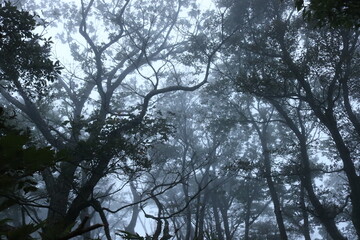 霧がかかり幻想的な木々のシルエット