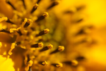 Flowers details of Jerusalem artichoke, Helianthus tuberosus, unroot, sunchoke, wild sunflower,...