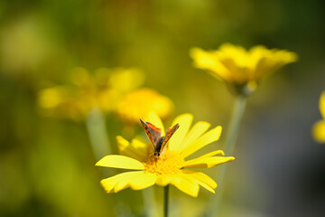 Small butterfly on yellow flower field