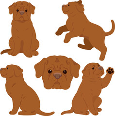 Simple and adorable French Mastiff illustrations flat colored