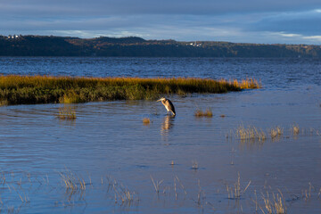 Great blue heron wading in the St. Lawrence River during a dramatic fall golden hour morning, Quebec City, Quebec, Canada