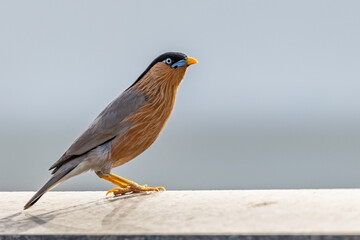 A Brahminy Starling looking up