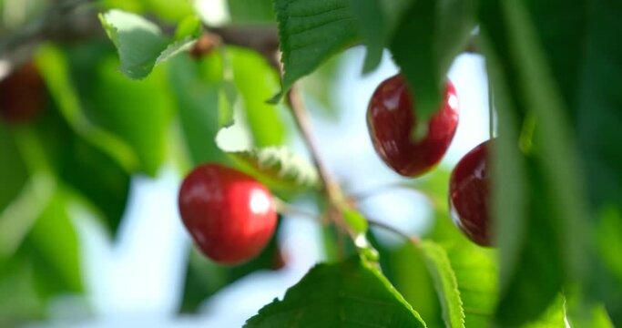 Red Cherries Hanging on a Branch of a Cherry Tree with a Blurred Background