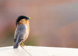 A Brahminy starling resting