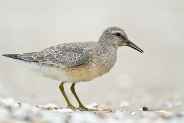 Shorebird - juvenile Calidris canutus, Red Knot on the Baltic Sea shore, migratory bird Poland Europe