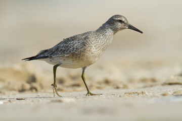 Shorebird - juvenile Calidris canutus, Red Knot on the Baltic Sea shore, migratory bird Poland Europe