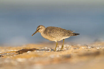 Shorebird - juvenile Calidris canutus, Red Knot on the Baltic Sea shore, migratory bird Poland Europe