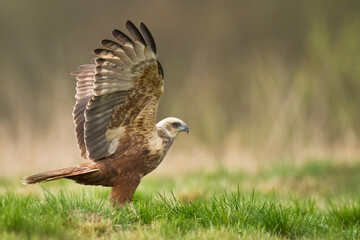 Birds of prey - Marsh Harrier male Circus aeruginosus hunting time Poland Europe