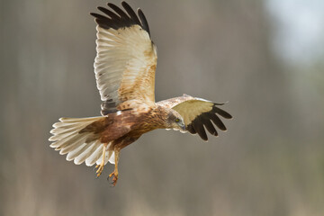 Obraz premium Birds of prey - Marsh Harrier male Circus aeruginosus hunting time Poland Europe