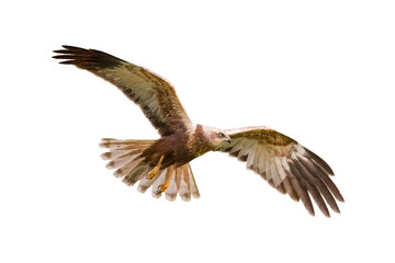 flying Bird of prey Marsh Harrier Circus aeruginosus isolated on white background