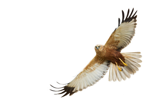recommend clip art: flying Bird of prey Marsh Harrier Circus aeruginosus isolated on white background