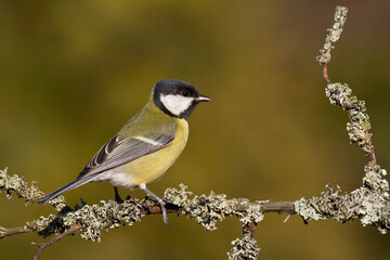 Colorful great tit ( Parus major ) perched on a tree trunk, photographed in horizontal, amazing...