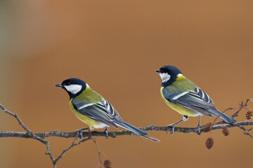 Colorful great tit ( Parus major ) perched on a tree trunk, photographed in horizontal, amazing background