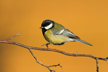 Colorful great tit ( Parus major ) perched on a tree trunk, photographed in horizontal, amazing background