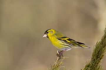Bird Siskin Carduelis spinus male, small yellow bird, winter time in Poland Europe
