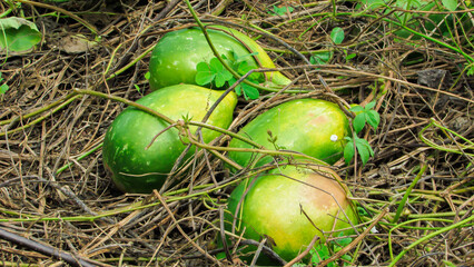 Lagenaria and Cucurbita. giant porongo gourd green background and its leaves