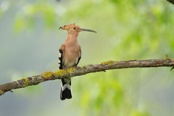 Bird Hoopoe Upupa epops, summer time in Poland Europe