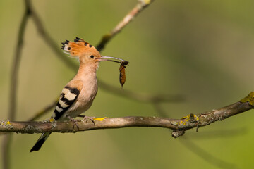 Bird Hoopoe Upupa epops, summer time in Poland Europe