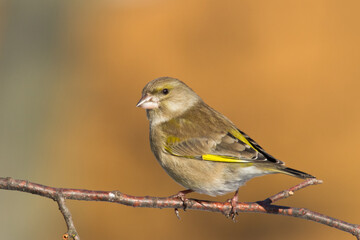 European greenfinch Chloris chloris or common greenfinch songbird winter time orange background