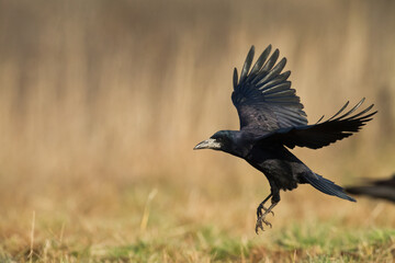 Bird Rook corvus frugilegus landing, black bird in winter time, Poland Europe flying bird