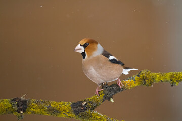Hawfinch Coccothraustes coccothraustes amazing bird perched on tree orange background