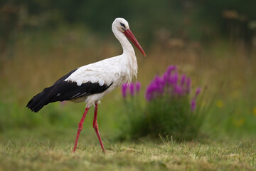 Bird White Stork Ciconia ciconia hunting time early spring in Poland europe