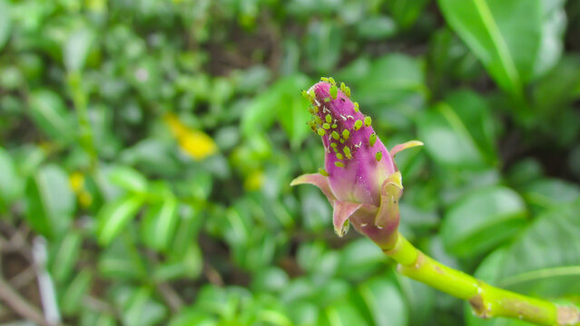 Cryptostegia madagascariensis flower bud covered by aphids, pink flower