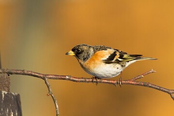 Bird Brambling ( Fringilla montifringilla ) on orange background male