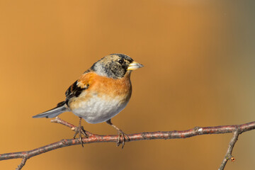 Bird Brambling ( Fringilla montifringilla ) on orange background male