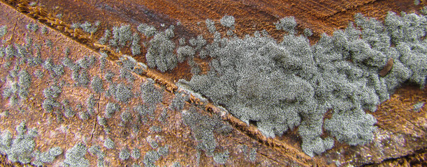 gray fungus. fungal colony on the wooden trunk