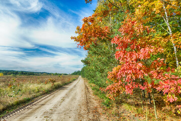 Landscape autumn road with colourful trees, autumn Poland, Europe and amazing blue sky with clouds, sunny day