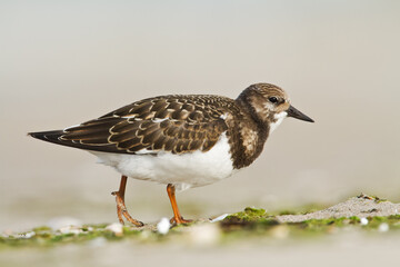 bird - Ruddy Turnstone migratory Arenaria interpres shorebird, migratory bird, Poland Europe Baltic Sea