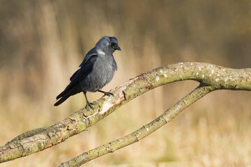 Bird - Jackdaw Corvus monedula, Poland Europe