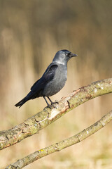Bird - Jackdaw Corvus monedula, Poland Europe