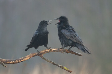 Bird Common Raven Corvus corax, dark style big black scary bird sitting on the branch, Helloween