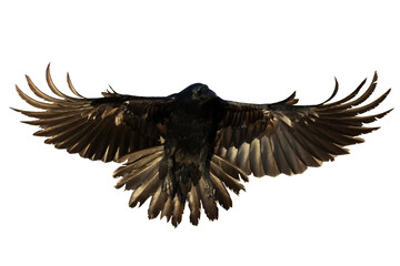 Birds flying raven isolated on white background Corvus corax. Halloween - black flying bird silhouette	