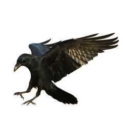 Birds flying raven isolated on white background Corvus corax. Halloween - black flying bird silhouette	
