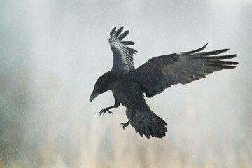 beautiful raven Corvus corax North Poland Europe black bird crow flying bird